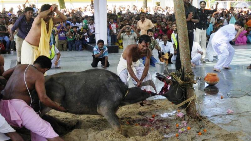 The Arya Samaj | Article : Animal Sacrifice Before Deities